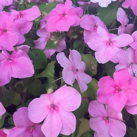 Etzauer Muehle Im Taunus, Mensch-zeit-pferd Weilrod