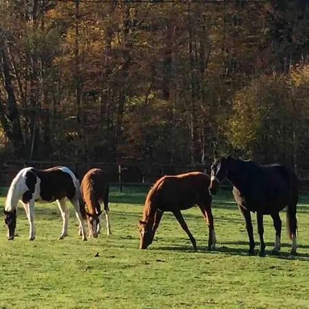 Etzauer Muehle Im Taunus, Mensch-zeit-pferd, Im Fachwerk-denkmal *